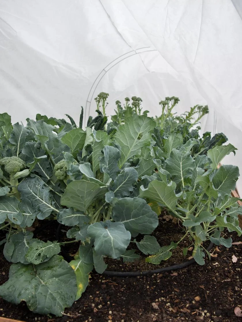 GardenQuilt Cover 1 GardenQuilt Cover