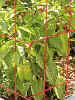 Pepper And Eggplant Cages, Set Of 3 -Garden Tools Shop 37464 567 tif