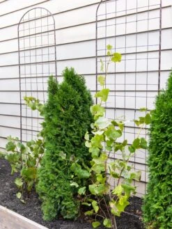 Jardin Flower Trellis -Garden Tools Shop 38689 6002 tif