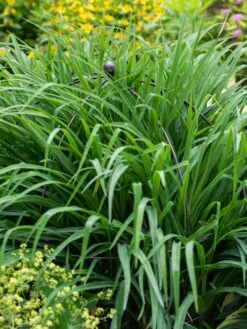 Jardin Bird Cage Support, 26" 7 Jardin Bird Cage Support, 26" -Garden Tools Shop 39 521 0073 tif