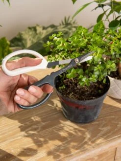 Japanese Pruning Scisssors 12 Japanese Pruning Scisssors -Garden Tools Shop 3 4 crop 8612968 0092