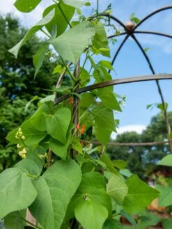 Jardin Tower -Garden Tools Shop 3 4 crop 8612997 0058