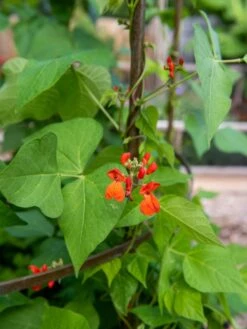 Jardin Tower -Garden Tools Shop 3 4 crop 8612997 0059