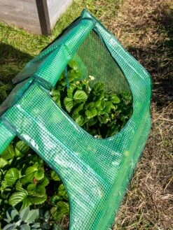 Multi Cloche -Garden Tools Shop 3 4 crop 8613213 0240