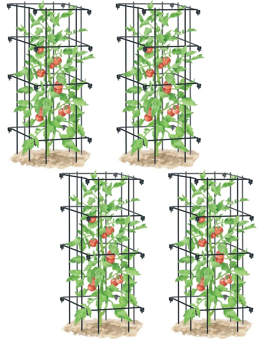 Tomato Cages, Set Of 4 2 Tomato Cages, Set Of 4 - Image 2