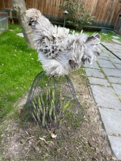 Chicken Wire Cloche -Garden Tools Shop 8590210 02CUST tif