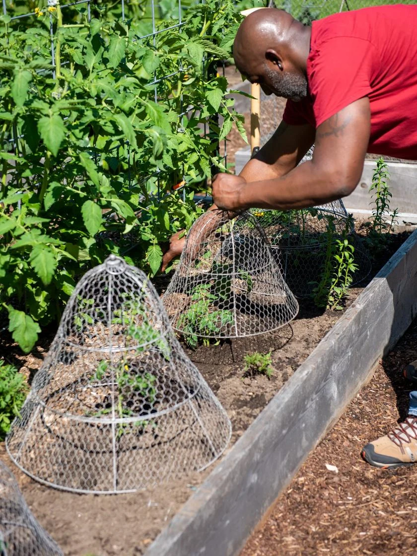 Chicken Wire Cloche With Extension 5 Chicken Wire Cloche With Extension - Image 5