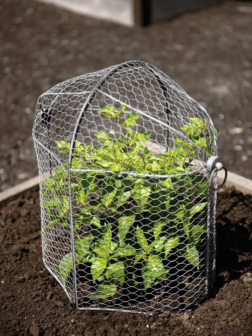3-in-1 Chicken Wire Cloche 2 3-in-1 Chicken Wire Cloche - Image 2