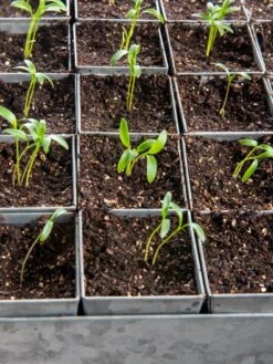 Seed Starting Mix, 9 Qts. -Garden Tools Shop 8592212 6177