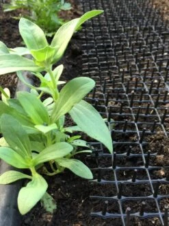 Cat Scat Mat -Garden Tools Shop 8592448 03CUST tif