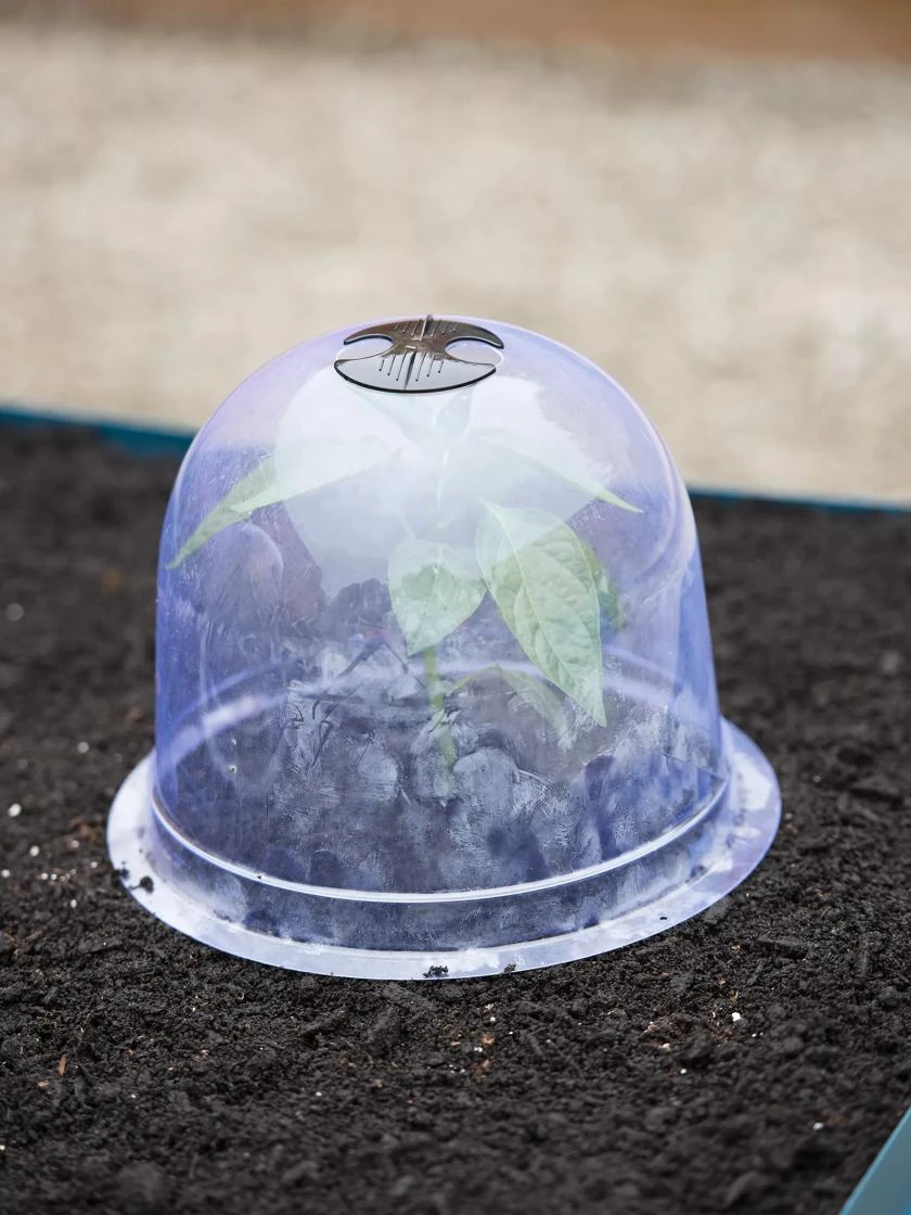 Medium Garden Cloches, Set Of 6 1 Medium Garden Cloches, Set Of 6