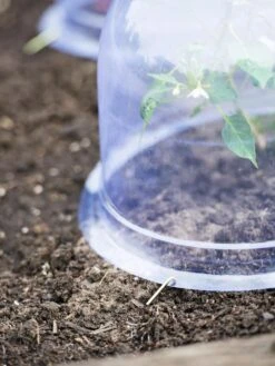 Medium Garden Cloches, Set Of 6 6 Medium Garden Cloches, Set Of 6 -Garden Tools Shop 8593985 9441 tif