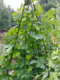 Titan Teepee Trellis 9 Titan Teepee Trellis -Garden Tools Shop 8595757 01EMP tif