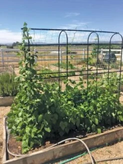 Titan Pea Tunnel 8 Titan Pea Tunnel -Garden Tools Shop 8596275 01CUST tif