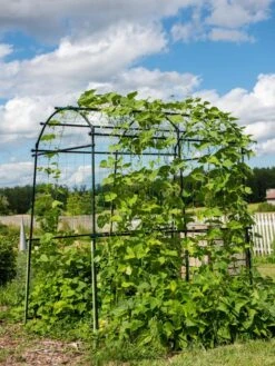 Titan Squash Tunnel -Garden Tools Shop 8596276 0133 tif