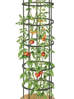 Titan Tall Tomato Cages, Set Of 3 -Garden Tools Shop 8599860 0002 art tif