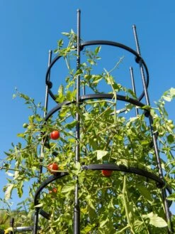 Titan Tall Tomato Cages, Set Of 3 -Garden Tools Shop 8599860 0066 tif