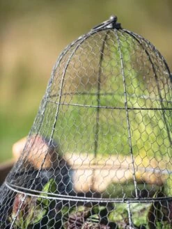 Chicken Wire Cloche With Extension 22 Chicken Wire Cloche With Extension -Garden Tools Shop 8600116 0607 tif