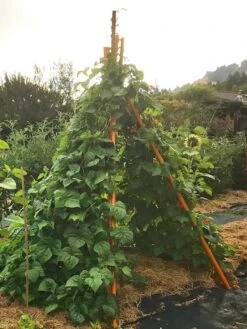 Annabel Tipi Trellis -Garden Tools Shop 8600521 02V tif