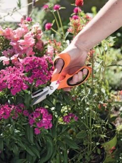 Gardener's Multi Purpose Scissors 6 Gardener's Multi Purpose Scissors -Garden Tools Shop 8608655 19551 tif
