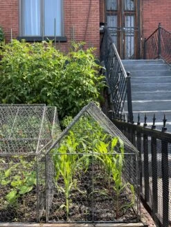 Chicken Wire Crop Coop -Garden Tools Shop 8609080 02CUST tif