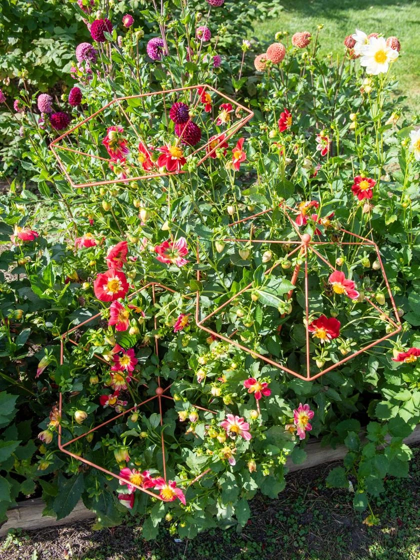 Parasol Plant Supports, Set Of 3 3 Parasol Plant Supports, Set Of 3 - Image 3