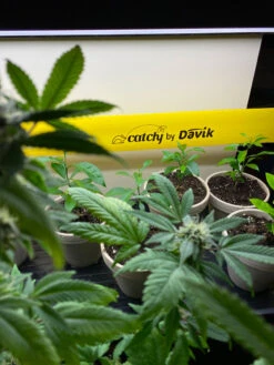 Catchy Natural Greenhouse Pest Protection Sticky Roll, 30’ -Garden Tools Shop 8611979 8004