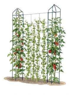 Zenith Trellis 7 Zenith Trellis -Garden Tools Shop 8612036 art tif