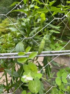 Chicken Wire Pea Trellis -Garden Tools Shop 8612718 7307