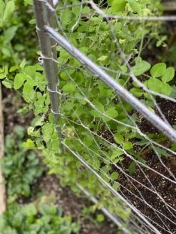 Chicken Wire Pea Trellis -Garden Tools Shop 8612718 7312