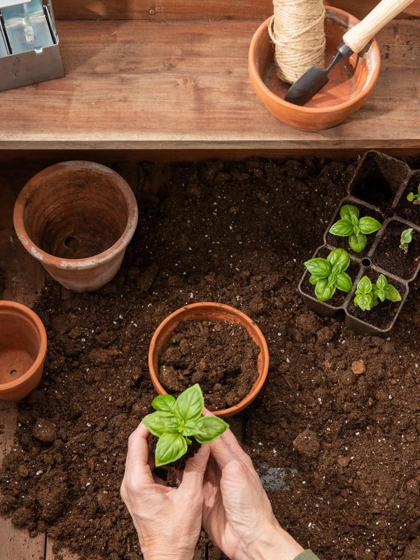 Transplant Mix, 20 Qts 2 Transplant Mix, 20 Qts - Image 2