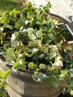 Round Rain Barrel With Planter, 35 Gallons -Garden Tools Shop 8612856WALNT 03V tif