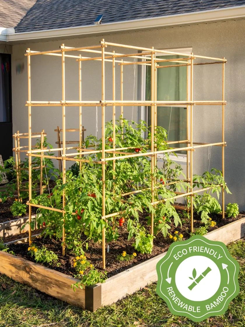 Tomato Six Pack Support 1 Tomato Six Pack Support