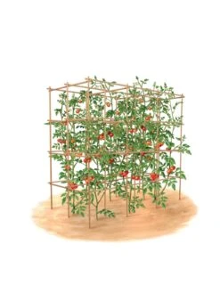 Tomato Six Pack Support 15 Tomato Six Pack Support -Garden Tools Shop 8613143 art flat