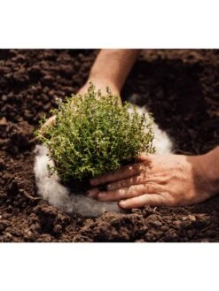 Hortiwool ®, 5 Pad Pack 11 Hortiwool ®, 5 Pad Pack -Garden Tools Shop 8613263 06v