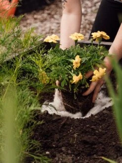 Hortiwool ®, 5 Pad Pack 13 Hortiwool ®, 5 Pad Pack -Garden Tools Shop 8613263 12v