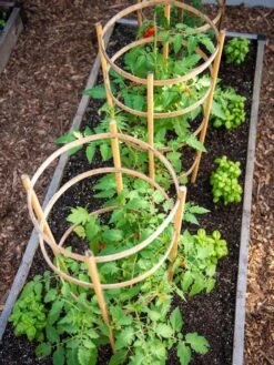 Bamboo Tomato Cages, Set Of 3 -Garden Tools Shop 8613426 6916