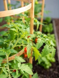 Bamboo Tomato Cages, Set Of 3 -Garden Tools Shop 8613426 6934