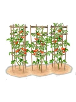Bamboo Tomato Cages, Set Of 3 -Garden Tools Shop 8613426 art